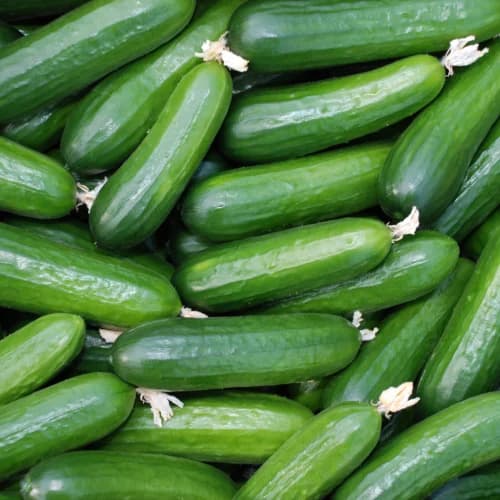 Cucumber